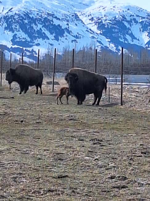 Full-day Tour in Turnagain - Explore Alaska’s Natural Wonders on a Full-Day Turnagain Tour