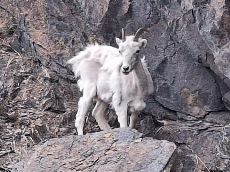 Full-day Tour in Turnagain - Scenic Drive along Turnagain Arm