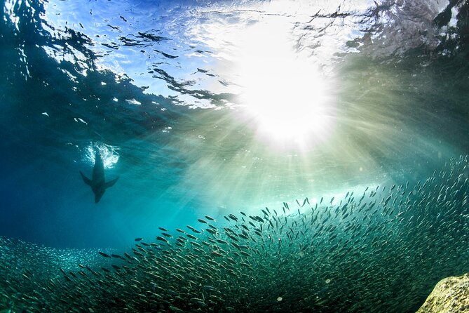 Full-Day Tour Nature Experience at Isla Espiritu Santo! Sea Lions - An Exciting Full-Day Tour to Isla Espiritu Santo with Sea Lions and Scenic Views