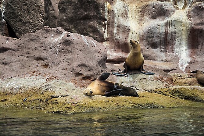 Full-Day Tour Nature Experience at Isla Espiritu Santo! Sea Lions - Final Thoughts on the Isla Espiritu Santo Full-Day Tour