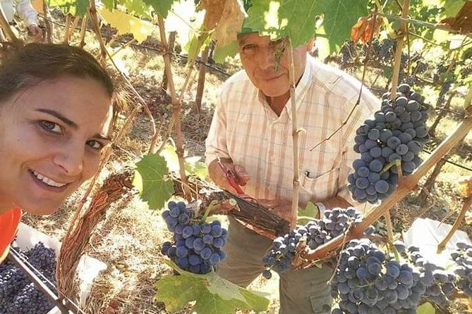 Full-Day Tour of Algarve Wineries from Albufeira - Key Points