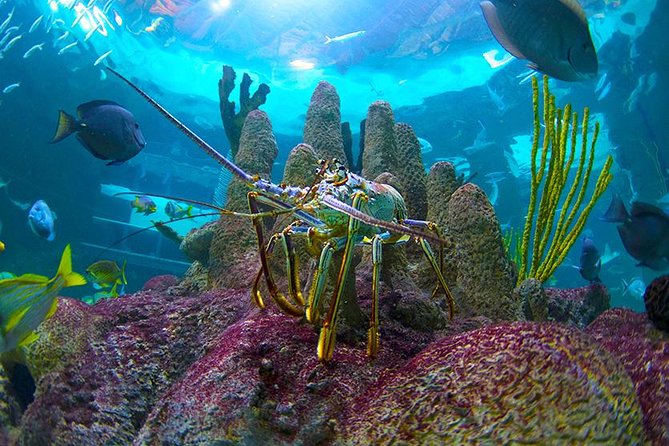 Full-Day Tour of Florida Keys Including Aquarium Encounters from Key West - Key Points