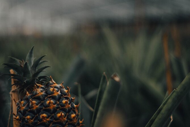 Full Day Tour to Seven Cities, Fire Lagoon and Pineapple Plantation - Lagoa do Fogo: The Island’s Most Beautiful Lagoon