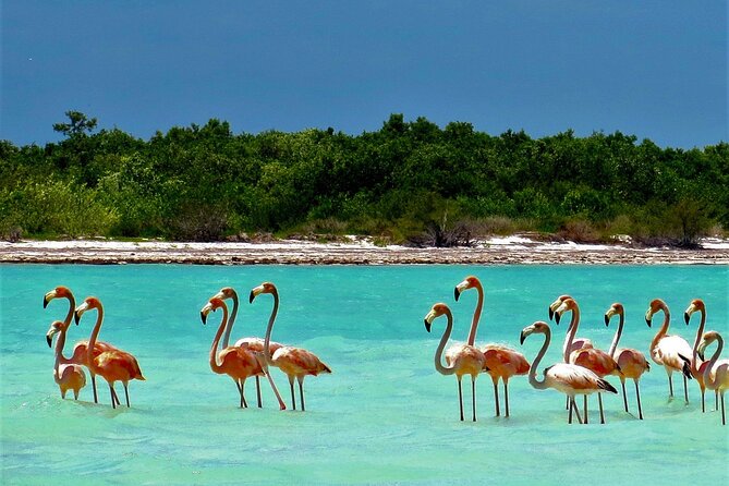 Full Day Tour to the Best of Holbox - Bird Watching and Nature Walk at Isla de La Pasion