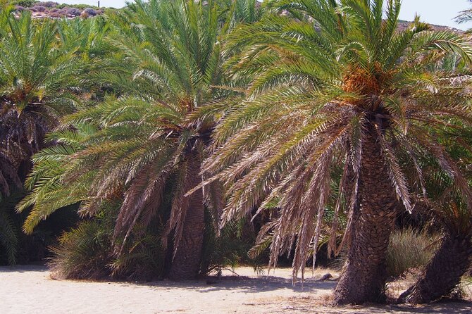 Full-Day Tour to Vai Palm Beach, Toplou Monastery, and Sitia Town - Why Choose This Tour?