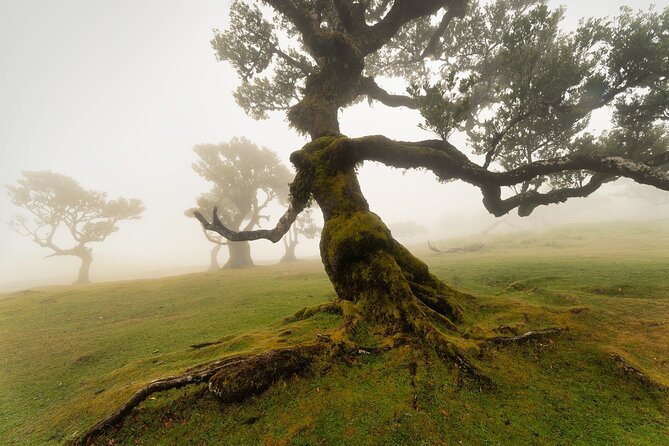 Full Day Tour to West Madeira Island - Starting in Câmara de Lobos, a Picturesque Fishing Village