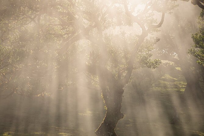 Full Day Tour to West Madeira Island - Discovering the Greenery at Ribeira da Janela