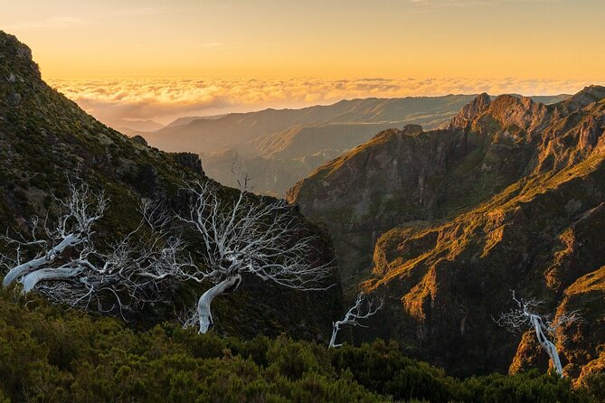 Full Day Tour to West Madeira Island - Experiencing the Mystical Fanal Forest