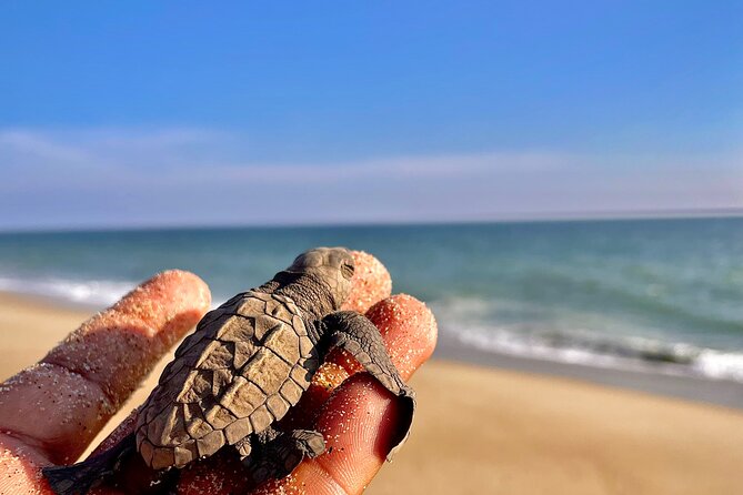 Full Day Tour Turtle Release and Bioluminescence - Departure and Logistics from Huatulco Hotels