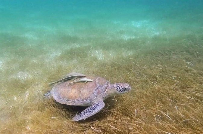 Full Day Tulum Paradise Beach - Snorkeling with Sea Turtles on a Private Boat