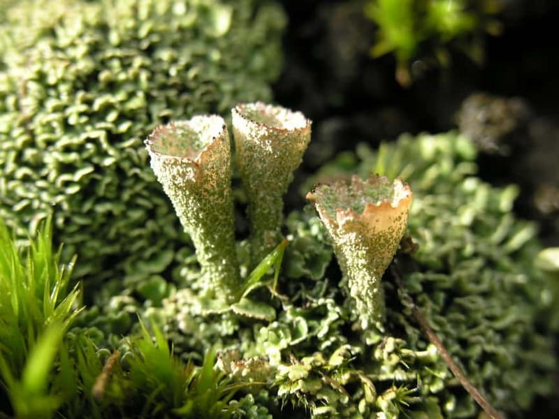 Full-Day Vitosha and Cherni Vruh Peak Hiking Tour - Experience Bulgaria’s Most Visited Mountain with a Fully Guided Trek