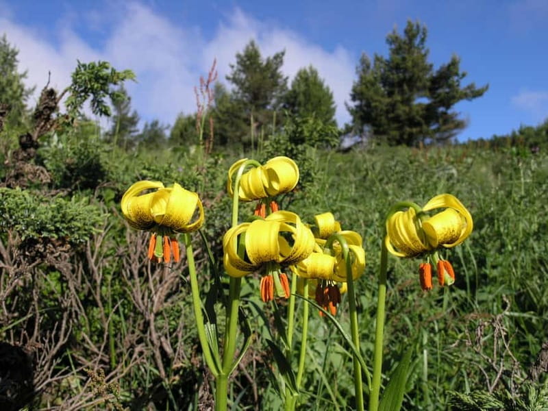 Full-Day Vitosha and Cherni Vruh Peak Hiking Tour - Practical Details: What to Bring and How to Prepare