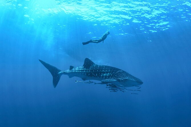 Full-Day Whale Shark Snorkeling Adventure with Beach Lunch - Discover the Full-Day Whale Shark Snorkeling Adventure in Tulum