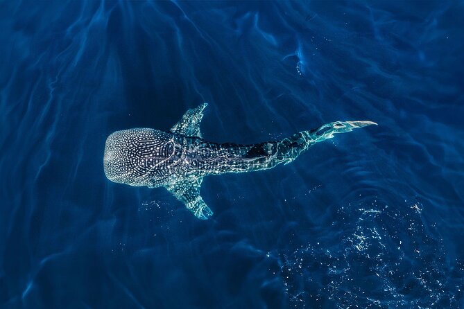 Full-Day Whale Shark Snorkeling Adventure with Beach Lunch - Key Points