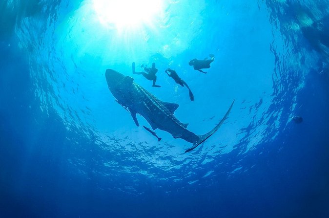 Full-Day Whale Shark Snorkeling Adventure with Beach Lunch - Return Journey and Hotel Drop-Off