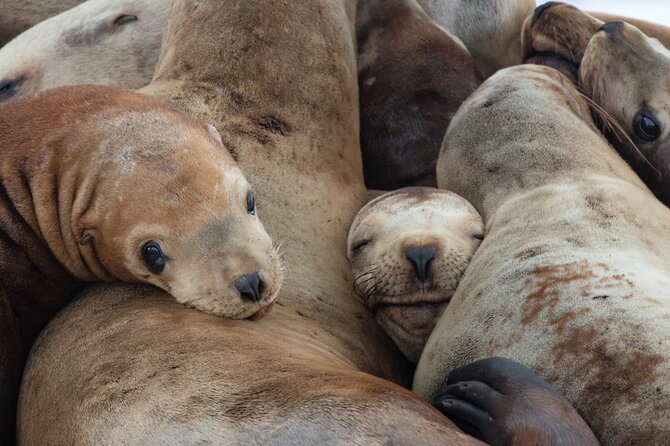 Full Day Whale Watching Campbell River - The Unique Zodiac Boat Experience