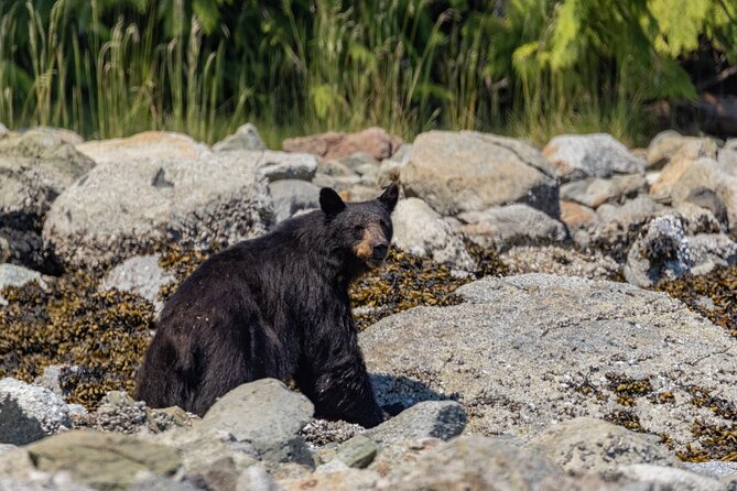 Full Day Whale Watching Campbell River - Who Will Enjoy This Tour Most?