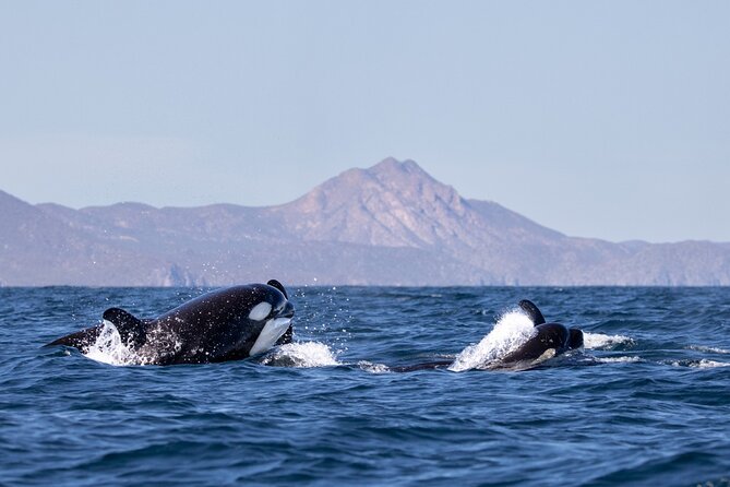 Full Day Wildlife Expedition in the Sea of Cortez - Explore Baja California Sur’s Marine Wonders with a Full-Day Wildlife Expedition