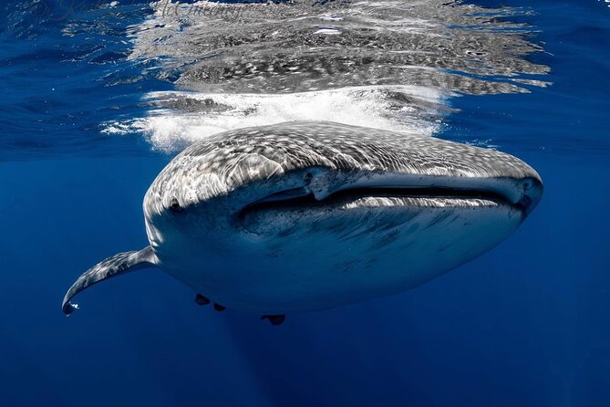 Full Day Wildlife Expedition in the Sea of Cortez - Snorkeling Equipment and Marine Exploration