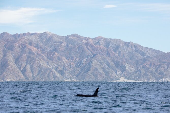 Full Day Wildlife Expedition in the Sea of Cortez - Food, Snacks, and Refreshments on Board