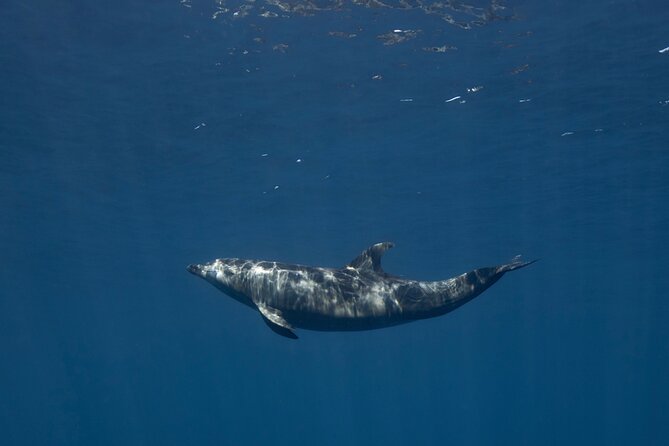 Full Day Wildlife Expedition in the Sea of Cortez - Responsible Wildlife Encounters and Conservation