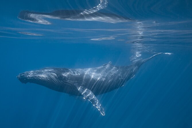 Full Day Wildlife Expedition in the Sea of Cortez - The Private Tour Advantage