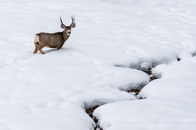 Full Day Wildlife Photography Tour In Yellowstone National Park - Booking and Cancellation Policies