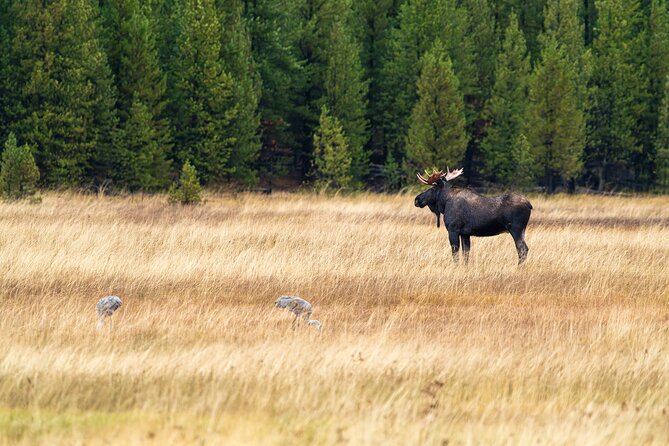 Full Day Wildlife Photography Tour In Yellowstone National Park - Frequently Asked Questions