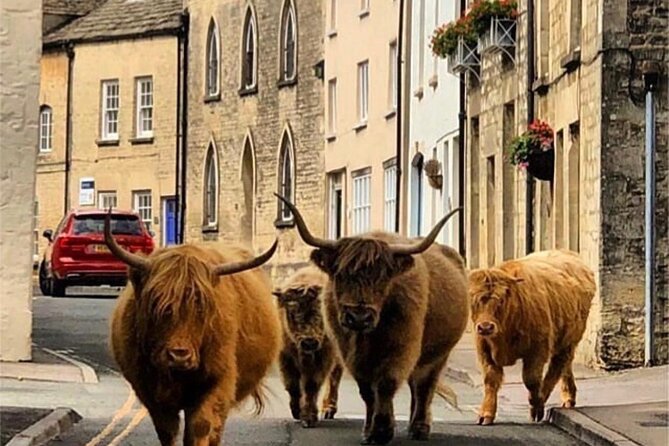 Full-Day Windsor Castle & Cotswolds Driving Tour - The Experience of the Guide and Vehicle