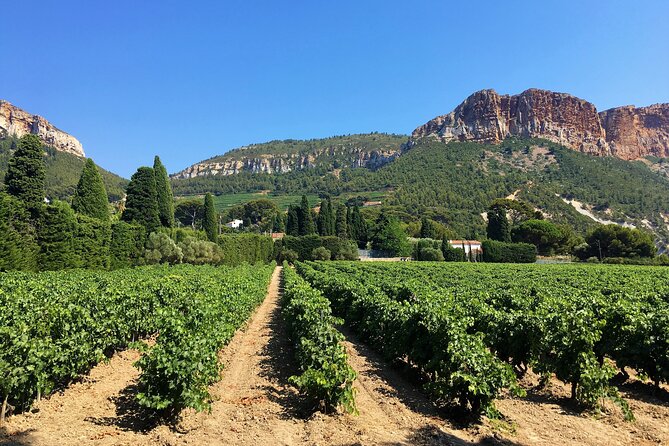 Full-day Wine Tour around Bandol & Cassis from Marseille - A Tour Praised for Its Guides and Authenticity
