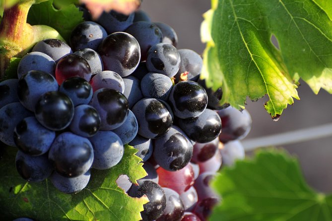 Full day Wine Tour around Luberon from Aix en Provence - Who Is This Tour Best For?