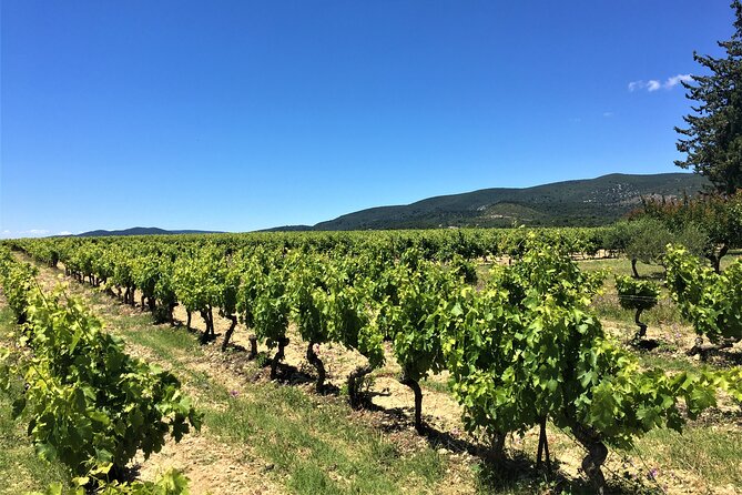 Full-Day Wine Tour around Luberon from Marseille - Key Points
