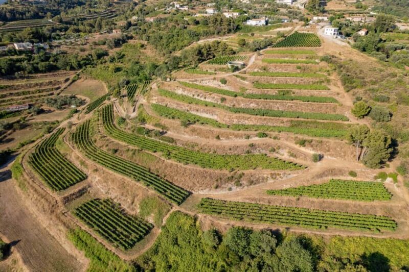 Full-Day Wine Tour in Bellet & Saint-Paul de Vence From Nice - From the vineyards to Saint-Paul de Vence