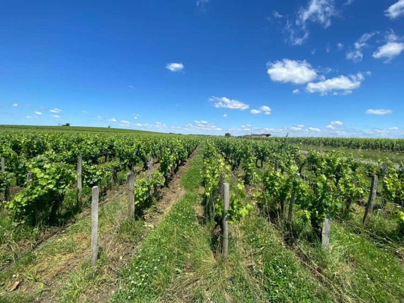 Full Day Wine tour in saint emilion & Margaux - Starting at Villas Foch Bordeaux and Visiting Saint Emilion’s Family Chateaux