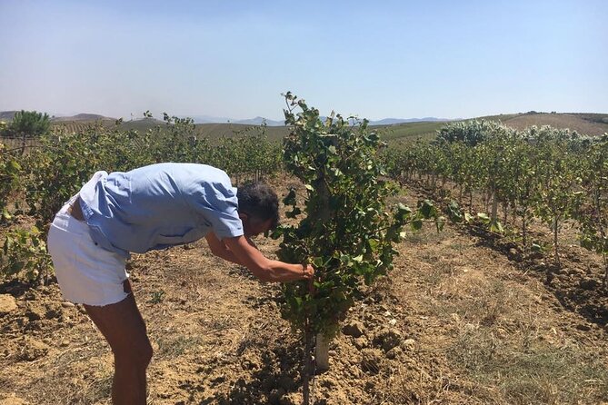 Full-Day Wine Tour in Western Sicily - The Flexibility of a Private Wine Tour in Western Sicily