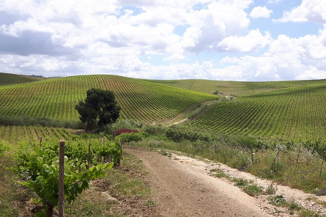 Full-Day Wine Tour in Western Sicily - The Day’s Culinary Delights and Lunch Experience