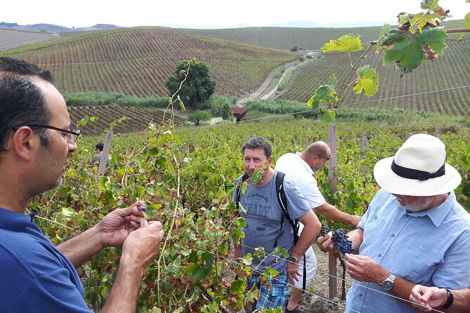 Full-Day Wine Tour in Western Sicily - Timing, Pacing, and Accessibility of the Tour