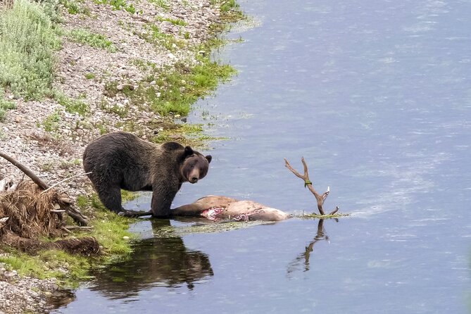 Full Day Yellowstone Lower Loop and Safari from Jackson Hole - Key Points