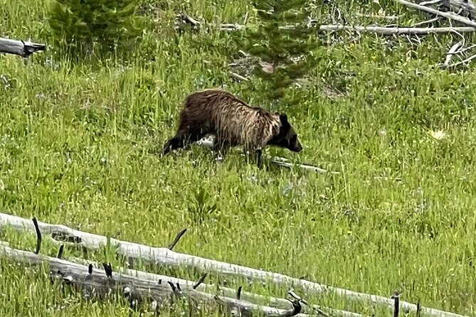 Full Day Yellowstone Lower Loop and Safari from Jackson Hole - Up-Close Encounters with Grand Prismatic Hot Spring