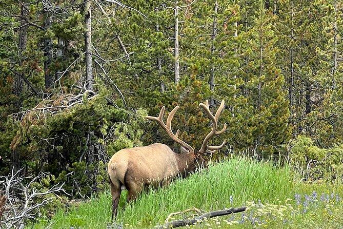 Full Day Yellowstone Lower Loop and Safari from Jackson Hole - Witnessing Old Faithful’s Eruption and Historic Inn