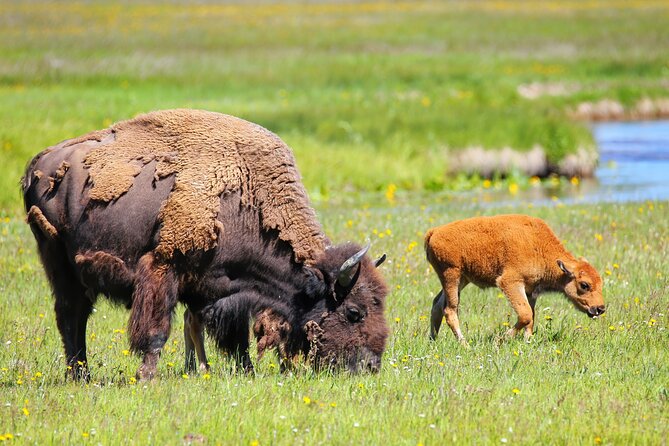 Full Day Yellowstone Lower Loop and Safari from Jackson Hole - Viewing Yellowstone Lake and Scenic Mountain Backdrops
