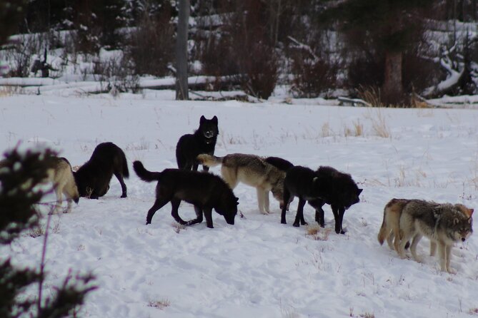 Full Day Yellowstone National Park Tour with Pick up included - From the Park Entrance to the Park Highlights