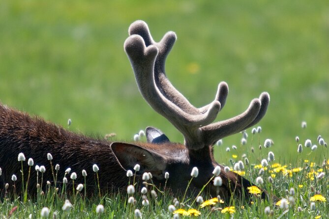 Full Day Yellowstone Nat'l Park Tour From West Yellowstone - Viewing the Upper and Lower Yellowstone River Falls