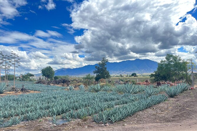 FULL Oaxaca Experience (Small Groups) - Practical Details and Logistics