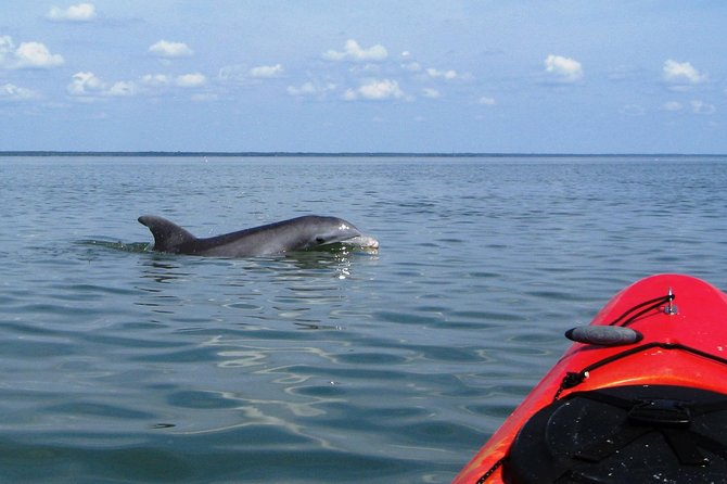 Fully Guided Kayaking Backwater Manatee and Dolphin Tour - Key Points
