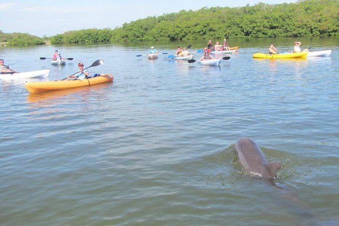 Fully Guided Kayaking Backwater Manatee and Dolphin Tour - The Sum Up: An Authentic Wildlife Experience Near Cape Canaveral