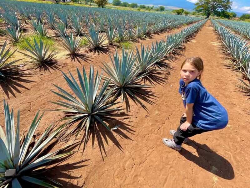 Fully-Private Half-Day Tequila Tour - Optional Visit to Agave Fields for Stunning Photos
