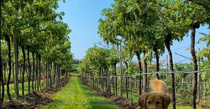 Fumane: Tasting of 5 Valpolicella and Amarone Vintage Wines - Purchase Options and Flexibility