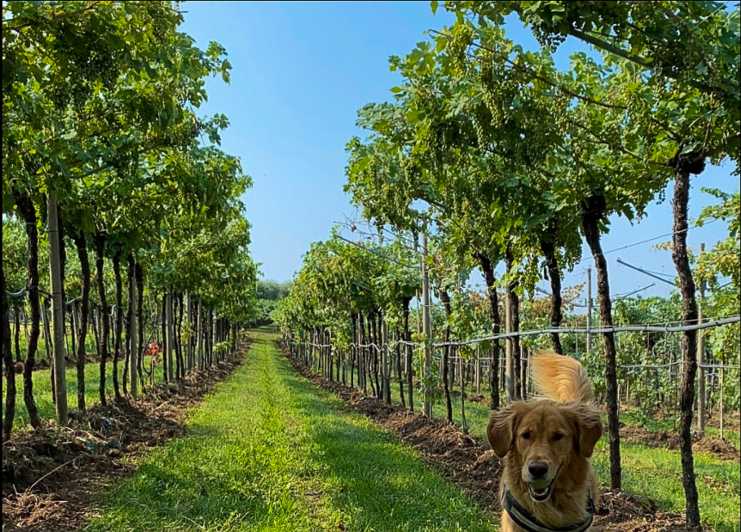 Fumane: Tasting of 5 Valpolicella and Amarone Vintage Wines - The Sum Up for Valpolicella Wine Tasting at Fumane