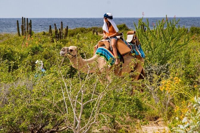 Fun Camel Ride and UTV COMBO with Tequila Tasting! - Tequila Tasting Experience in Cabo